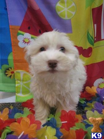 Havanese Puppies for Sale