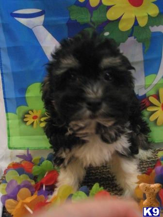 Havanese Puppies for Sale