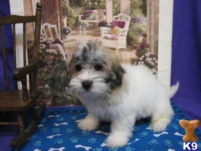 Coton De Tulear Puppies for Sale