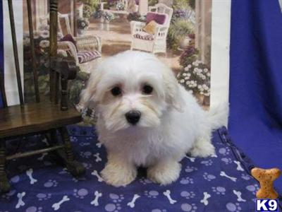 Coton De Tulear Puppies for Sale