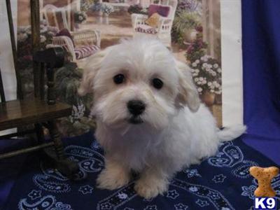 Coton De Tulear Puppies for Sale