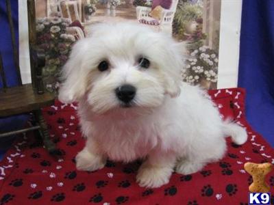 Coton De Tulear Puppies for Sale