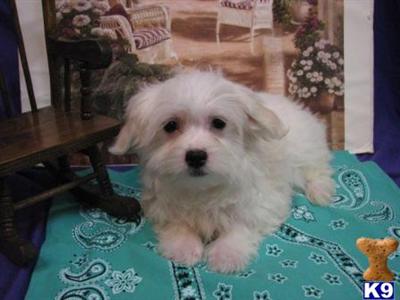 Coton De Tulear Puppies for Sale