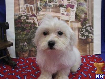 Coton De Tulear Puppies for Sale