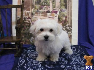 Coton De Tulear Puppies for Sale