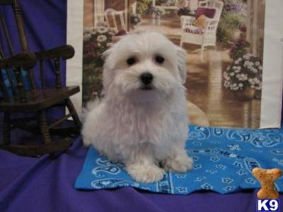 Coton De Tulear Puppies for Sale