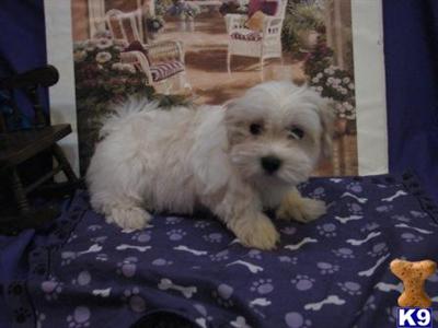 Coton De Tulear Puppies for Sale