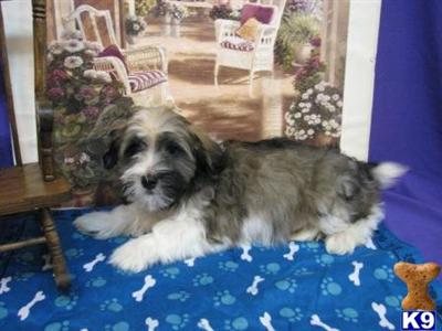 Havanese Puppies for Sale