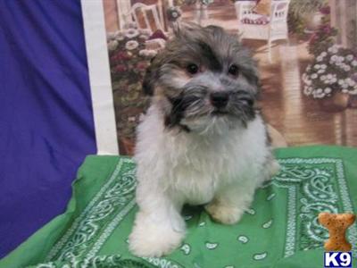Havanese Puppies for Sale
