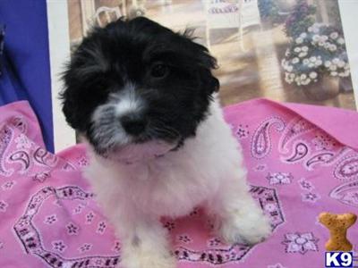 Havanese Puppies for Sale