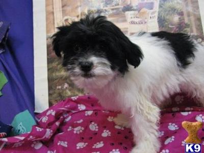 Havanese Puppies for Sale