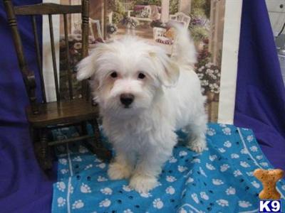 Havanese Puppies for Sale