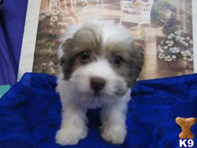 Havanese Puppies for Sale