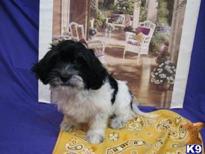 Havanese Puppies for Sale