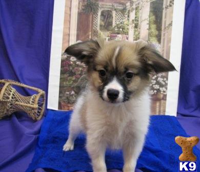 Papillon Puppies for Sale