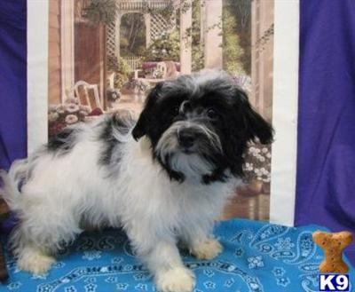 Havanese Puppies for Sale