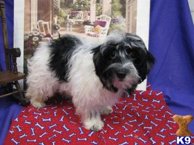 Havanese Puppies for Sale
