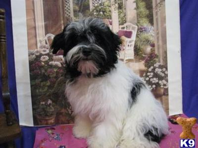 Havanese Puppies for Sale