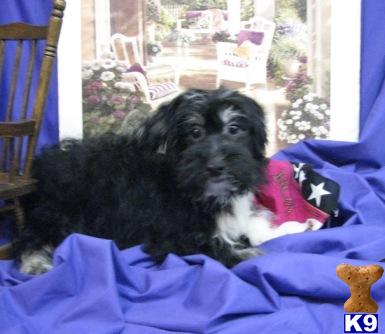 Havanese Puppies for Sale