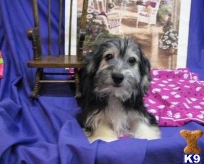 Havanese Puppies for Sale