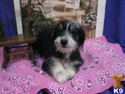 Havanese Puppies for Sale