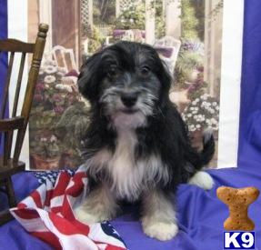 Havanese Puppies for Sale
