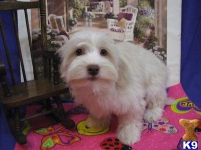 Havanese Puppies for Sale
