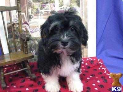 Havanese Puppies for Sale