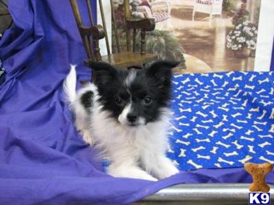 Papillon Puppies for Sale