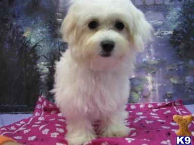 Coton De Tulear Puppies for Sale