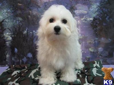 Coton De Tulear Puppies for Sale