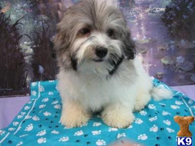 Havanese Puppies for Sale