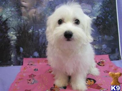 Coton De Tulear Puppies for Sale