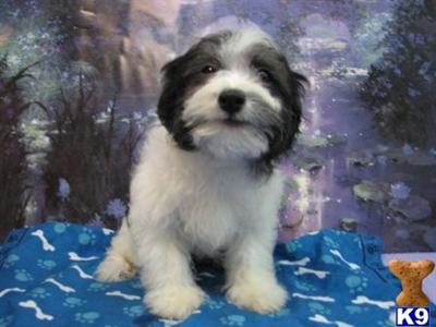 Havanese Puppies for Sale