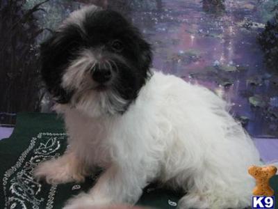 Havanese Puppies for Sale