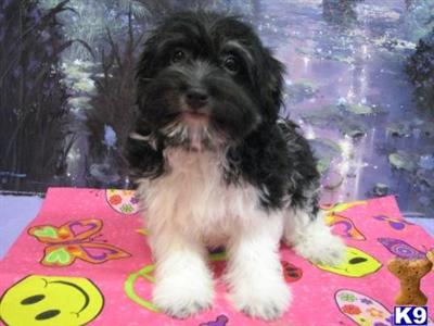 Havanese Puppies for Sale