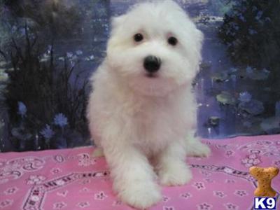 Havanese Puppies for Sale