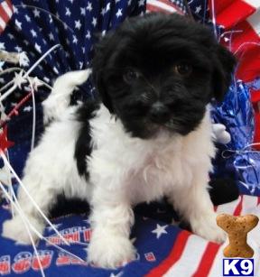 Puppies in OK