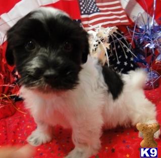 havanese puppies oklahoma document moved havanese puppies oklahoma document moved