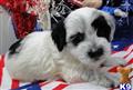 Coton De Tulear