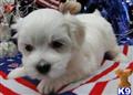 Coton De Tulear