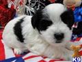 Coton De Tulear