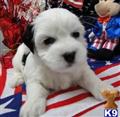 Coton De Tulear