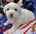 Coton De Tulear
