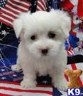 Coton De Tulear