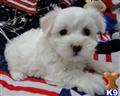 Coton De Tulear