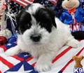 Coton De Tulear