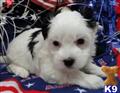 Coton De Tulear