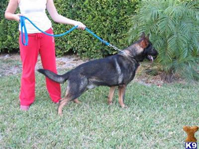 Stud Dogs - German Shepherd