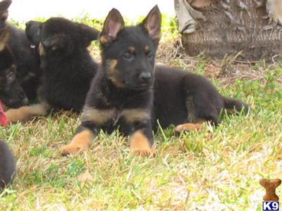 German Shepherd Puppies in FL